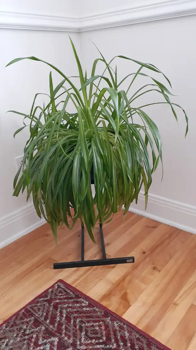 Plantes à donner - Photo 2