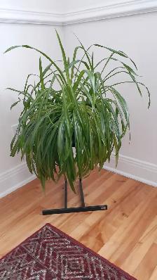 Plantes à donner - Photo 2
