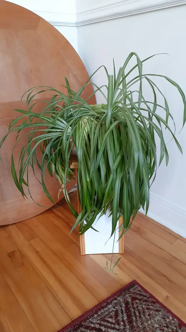 Plantes à donner