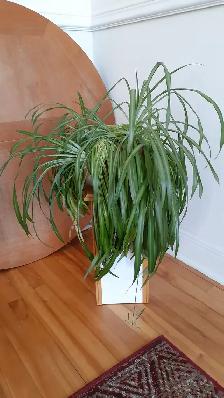 Plantes à donner