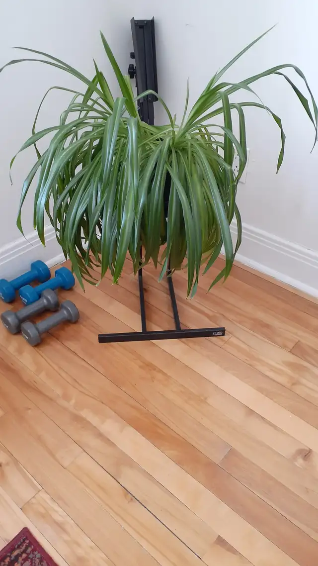 Plantes à donner - Photo 3