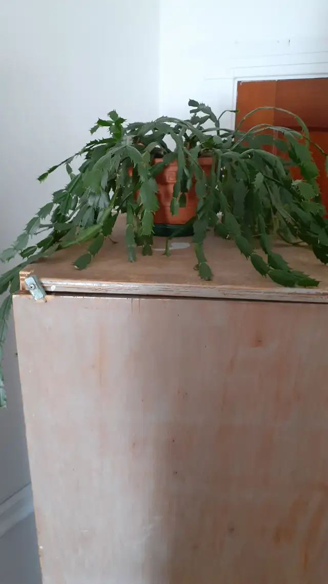 Plantes à donner - Photo 4