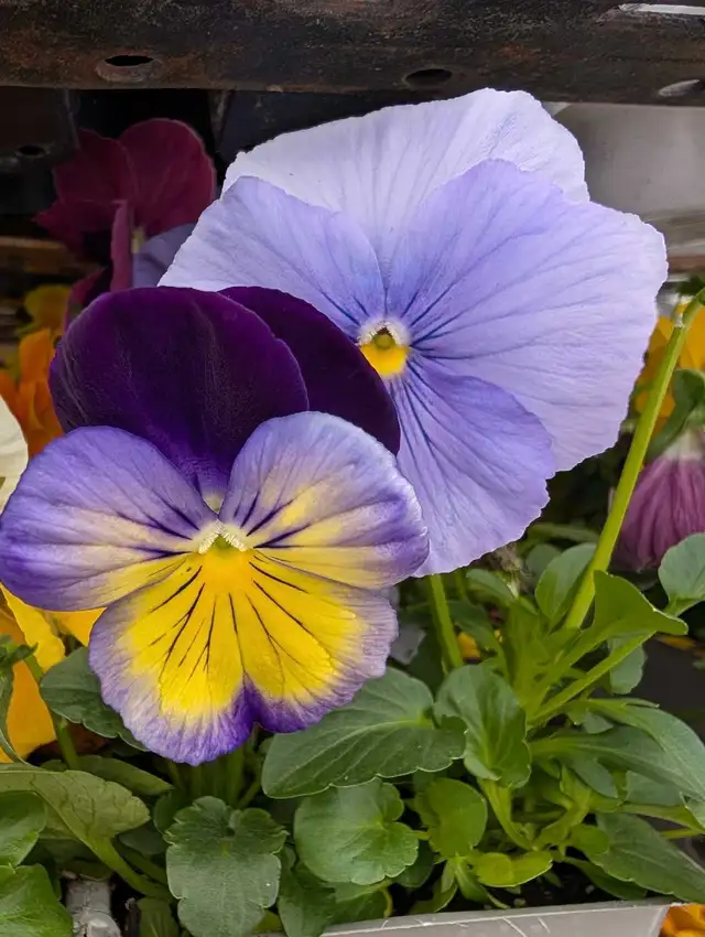Garden center