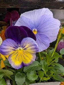 Garden center