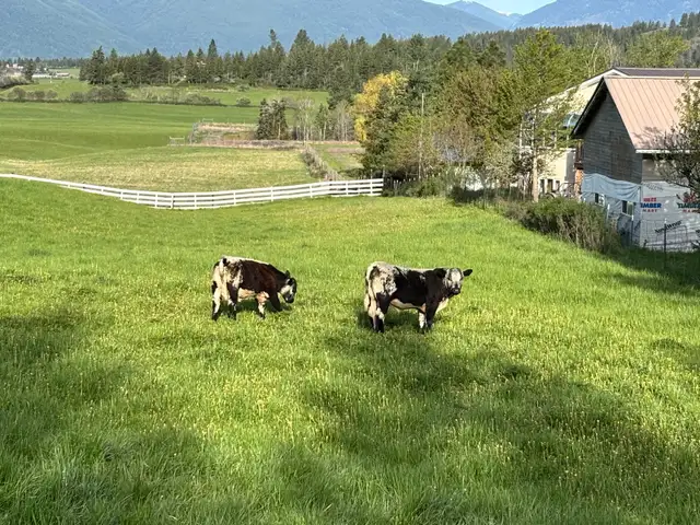 2 healthy calves available — 1 bull and 1 heifer.