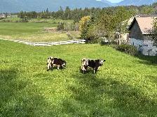 2 healthy calves available — 1 bull and 1 heifer.