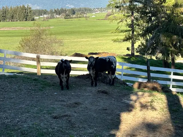 2 healthy calves available — 1 bull and 1 heifer. - Photo 2