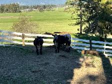 2 healthy calves available — 1 bull and 1 heifer. - Photo 2