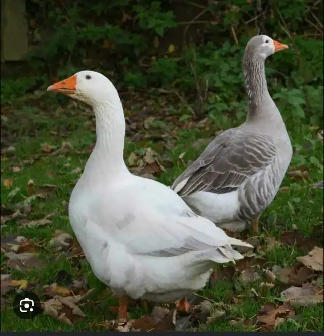 Pilgrim Gander