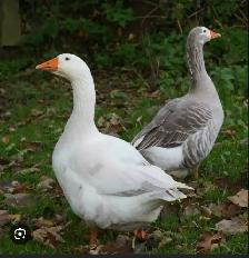 Pilgrim Gander