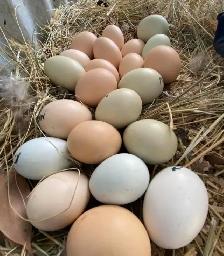 Hatching eggs