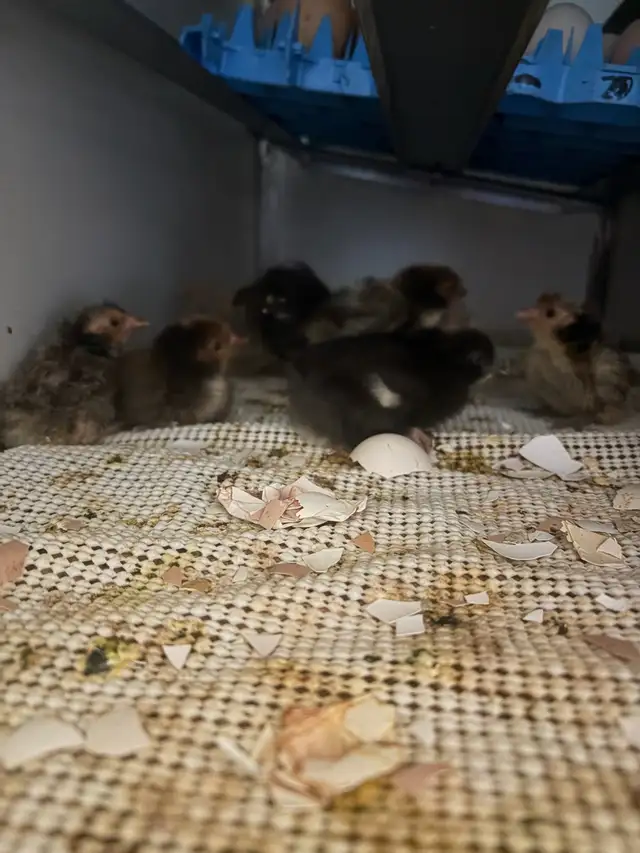 Rare SPITZHAUBEN CHICKS