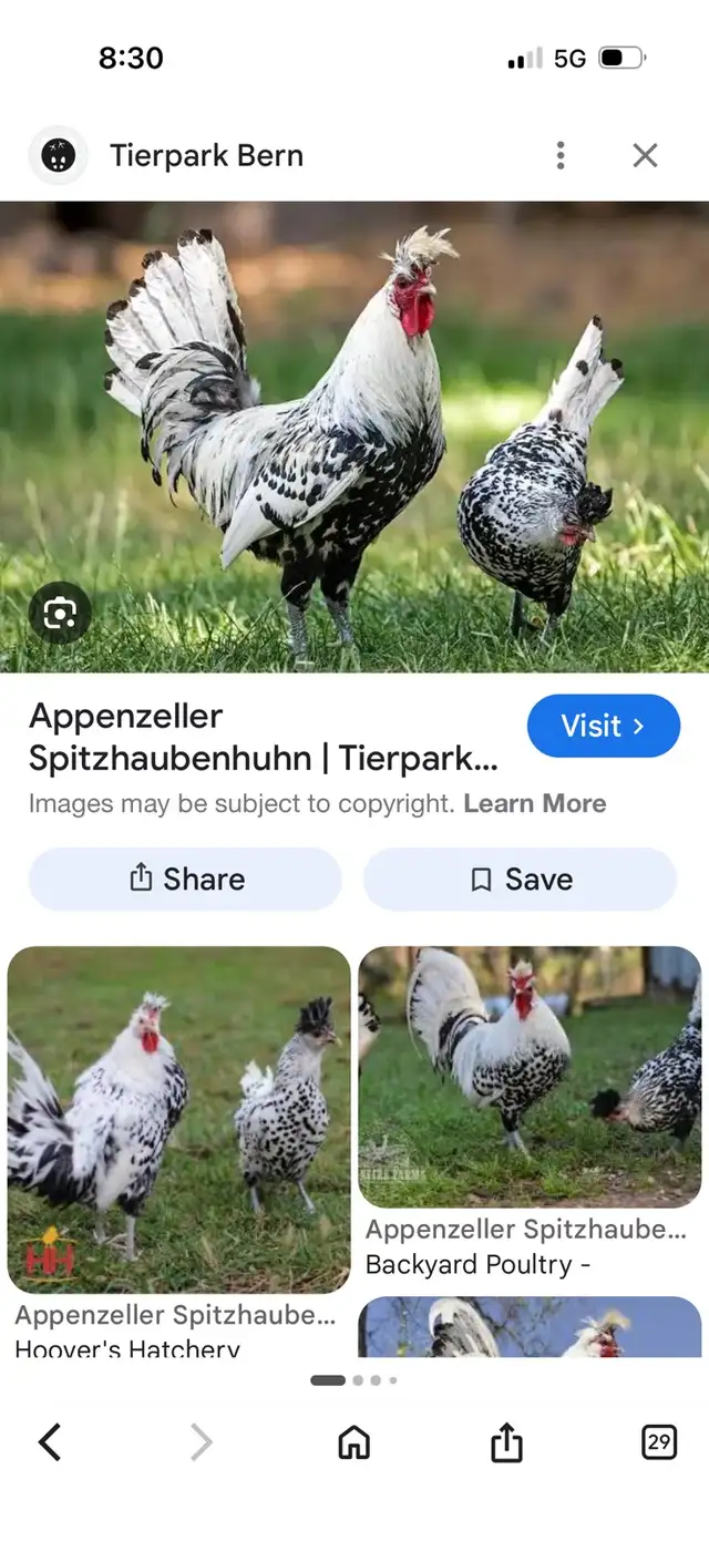Rare SPITZHAUBEN CHICKS - Photo 2