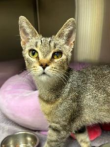 Monica - Playful and Affectionate!