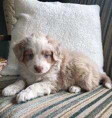 Miniature Australian Shepherd Pups
