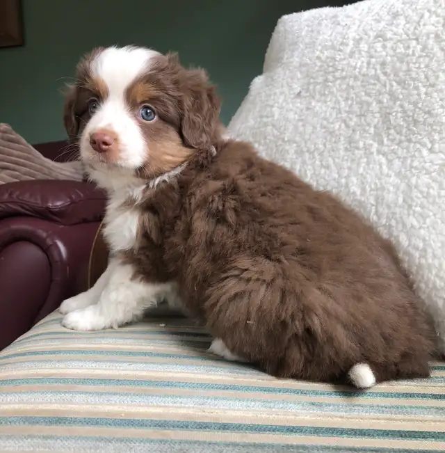 Miniature Australian Shepherd Pups - Photo 2