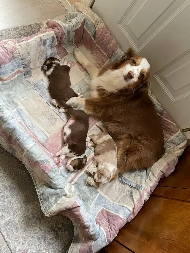Miniature Australian Shepherd Pups - Photo 3
