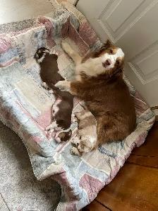 Miniature Australian Shepherd Pups - Photo 3