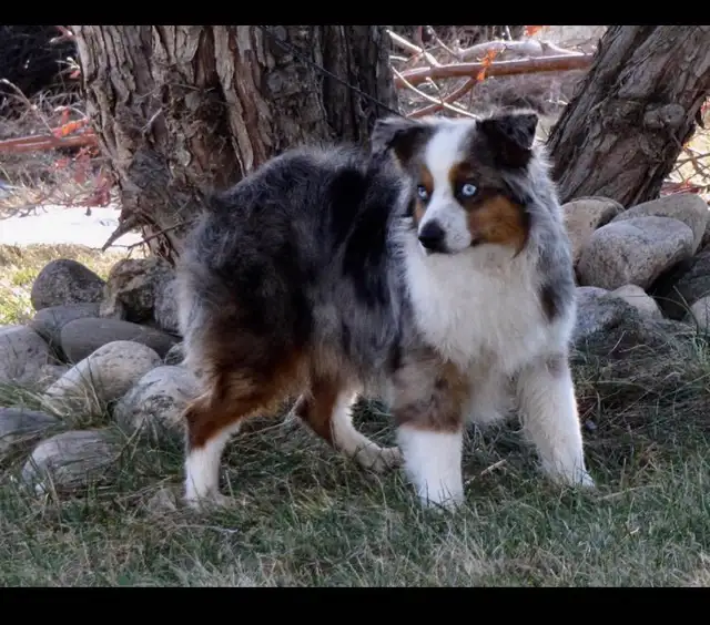Miniature Australian Shepherd Pups - Photo 4