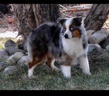 Miniature Australian Shepherd Pups - Photo 4