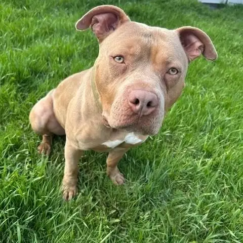 Tank - Big Lug with Lots of Love!