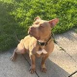 Tank - Big Lug with Lots of Love! - Photo 2