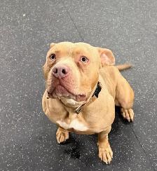 Tank - Big Lug with Lots of Love! - Photo 3