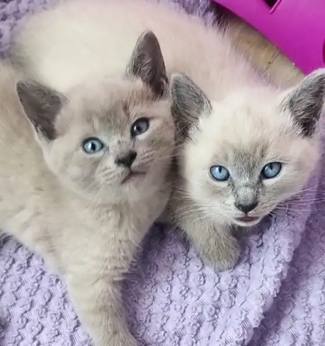 Chatons Siamois Tonkinois