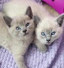 Chatons Siamois Tonkinois