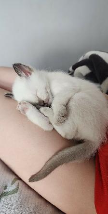 Chatons Siamois Tonkinois - Photo 2