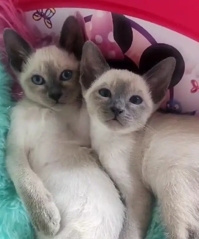 Chatons Siamois Tonkinois - Photo 3