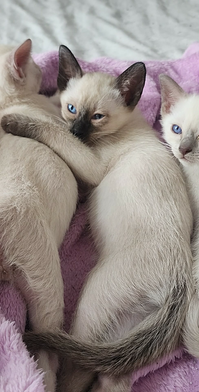 Chatons Siamois Tonkinois - Photo 4