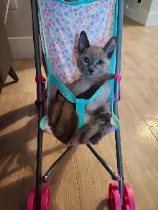 Chatons Siamois Tonkinois - Photo 5