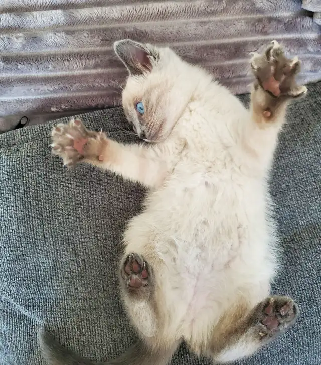 Chatons Siamois Tonkinois - Photo 6