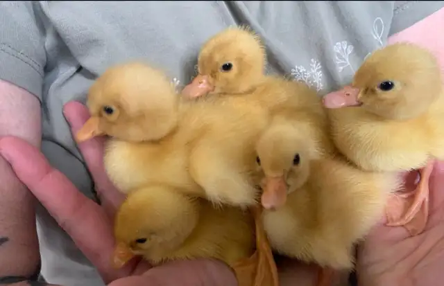 pekin ducklings