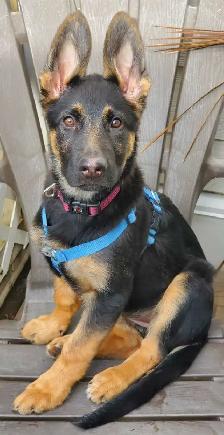 Puppy Potty Training - Photo 2