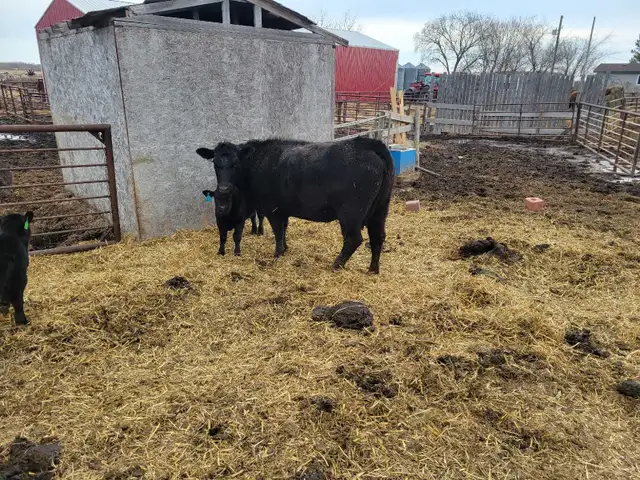 cow calf pairs