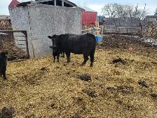 cow calf pairs