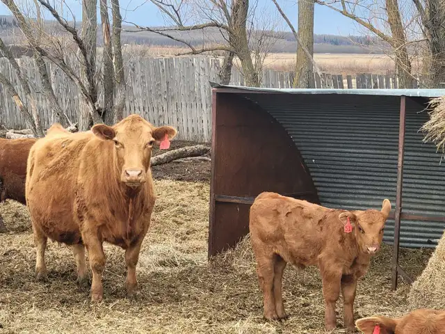cow calf pairs - Photo 2