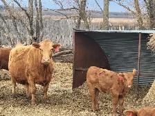cow calf pairs - Photo 2