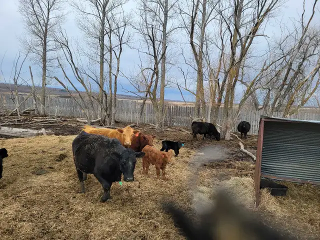 cow calf pairs - Photo 3