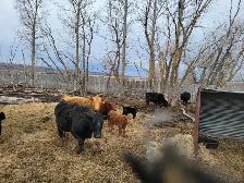 cow calf pairs - Photo 3