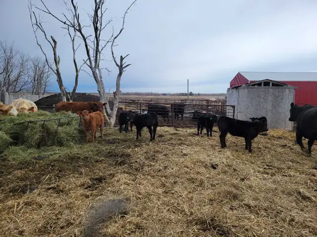 cow calf pairs - Photo 4