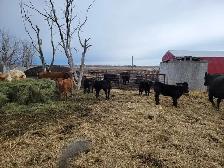 cow calf pairs - Photo 4