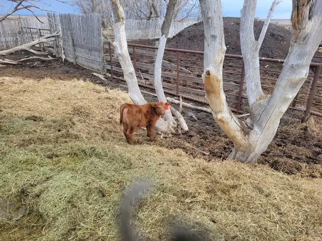 cow calf pairs - Photo 5