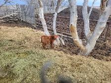 cow calf pairs - Photo 5