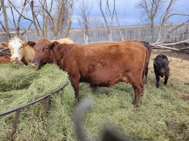 cow calf pairs - Photo 6