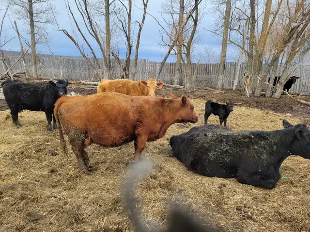 cow calf pairs - Photo 7