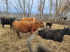cow calf pairs - Photo 7