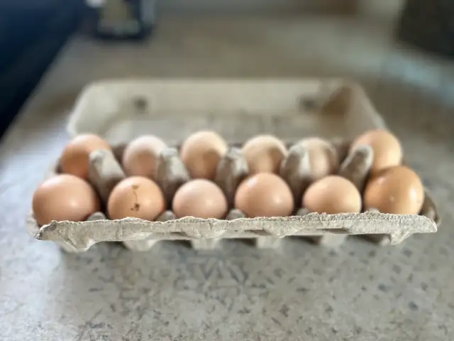 Lavender Orpington hatching eggs